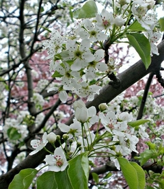 árbol de floración blanca