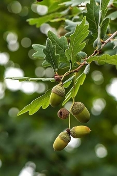 Quercus rubra (Roble Rojo Americano): Sombra y Color Otoñal en internet