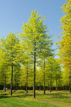 Bosque de Quercus palustris con follaje verde brillante y flores amarillas en el suelo.