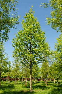 Árbol de roble americano en un campo verde bajo un cielo azul despejado.