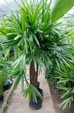 Palmera Raphis grande con frondas verdes, ideal para decorar espacios amplios.