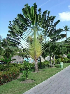 Ravenala madagascariensis (Palma del Viajero): Exótica y Majestuosa en internet