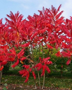 Rhus typhina en sol pleno