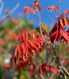 hojas de Rhus typhina