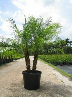 Palmera Fénix Robellini en maceta negra, con dos troncos , ideal para quienes buscan una planta decorativa.