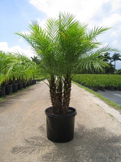 palmera phoenix robellini grande