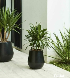 dracena robusta en maceta
