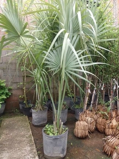 Palmera Sabal Palmeto en maceta, con hojas verdes y textura característica, rodeada de otras plantas en un vivero.