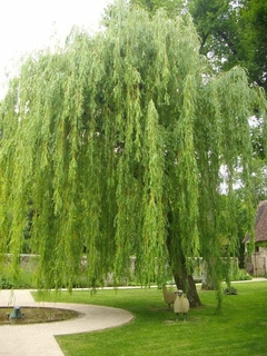 Salix babylonica arbol