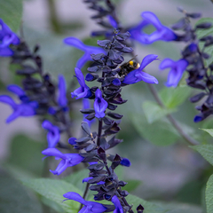 salvia guaranitica azul