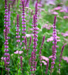 salvia nemorosa