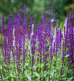 Salvias para Paisajismo - Colección de Hermosas y Resilientes Salvias