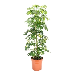 aralia grande