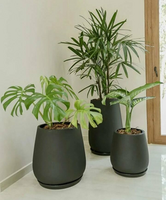 plantas con estilo en macetas