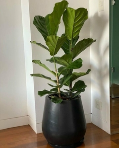 ficus pandurata para regalar