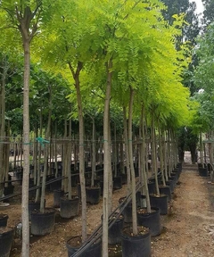 Arboles de Acacia Frisia en un vivero, con follaje verde brillante y macetas negras.