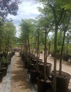 Ejemplares de árboles grandes en macetas, preparados para proyectos de paisajismo.