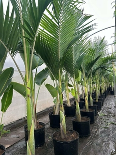 palmeras seafortias grandes