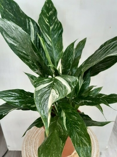spatifilium variegado