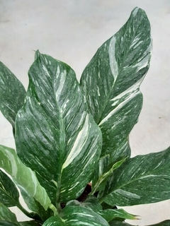 spatifilium blanco y verde