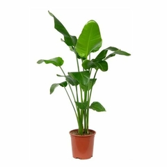 planta strelitzia 