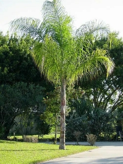 Syagrus romanzoffiana en jardín palmera pindó grande