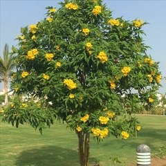 Árbol de Tecoma Stans con flores amarillas brillantes en un paisaje verde.