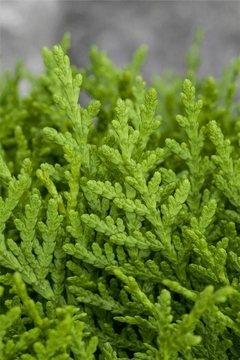 thuja orientalis aurea follaje