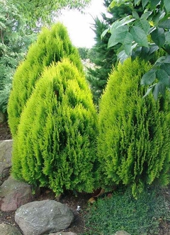 Thuja orientalis 'Aurea' en jardín