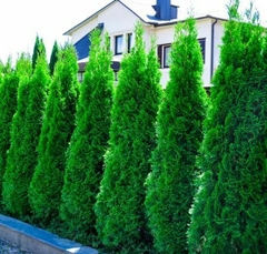 Thuja piramidal