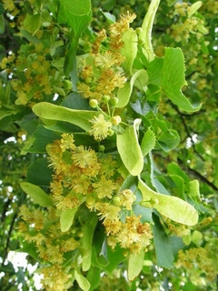 Flores de tilo en una rama con hojas verdes.