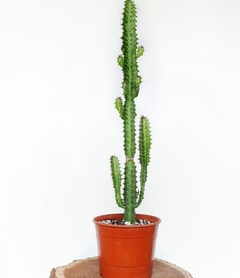 cactus trigona comprar 