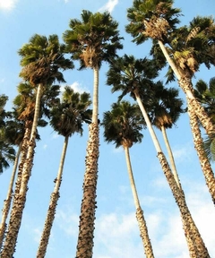 Palmeras Washingtonia Robusta con troncos altos y hojas verdes, bajo un cielo azul.