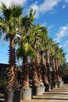 Ejemplares grandes de palmeras Washingtonia Robusta en macetas, bajo un cielo despejado.