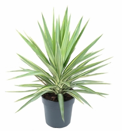 yucca disciplinada 