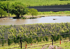 VIñedos en Entre Ríos