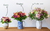 Bouquet Clarice · Blancos en internet