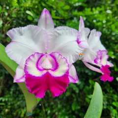 BLC. CHIEF JOURNEY " FIRST CHOICE"