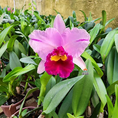 BLC. DREAM PARADISE