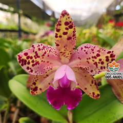 BLC. DURIGAN BIG SPOT'S