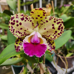 BLC. DURIGAN "GEMINI"