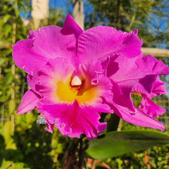 BLC. EDISTO "NEW BARRY" - comprar online