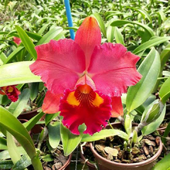 BLC. EDISTO NEW BARRY X BLC. CHUNYAEH