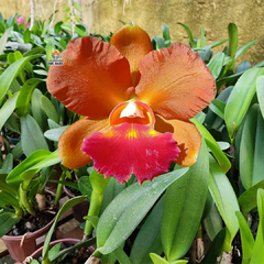 BLC. NOBILE'S ENERGY