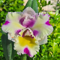 BLC. NOBILE'S FLASH