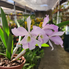 BLC. PASTORAL INNOCENCE X BC. MAYKAI MAYUMI