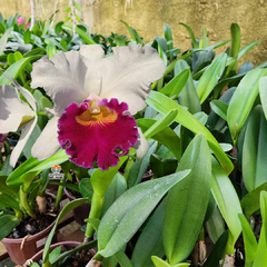 BLC. PERSEPOLIS SPLENDOR