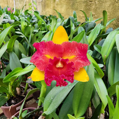 BLC. NOBILE'S TROPICAL SUNSET "KINRIU"