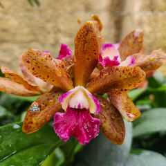 BLC. WAIANAE LEOPARD