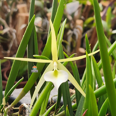 BRASSAVOLA NODOSA X BRASSAVOLA CEBOLLETA - PRÉ ADULTA - comprar online